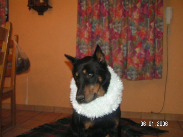 Strauss de la tuile aux loups (15)